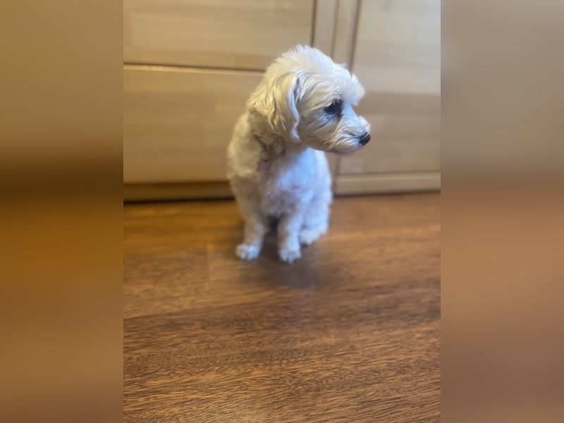 Biewer Yokshire Terrier Weibchen