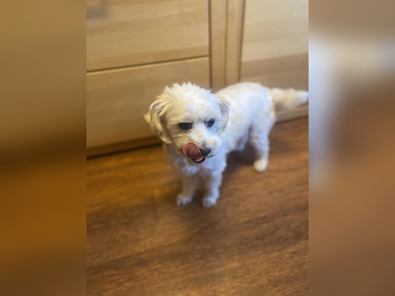 Biewer Yokshire Terrier Weibchen