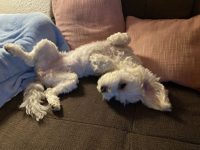 Biewer Yokshire Terrier Weibchen