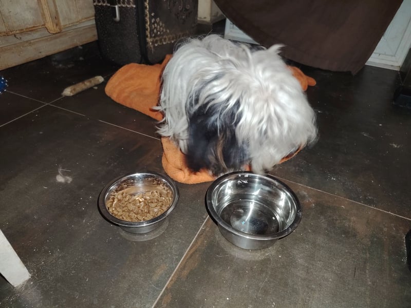 Doxa,  tapfere Kämpferin sucht….