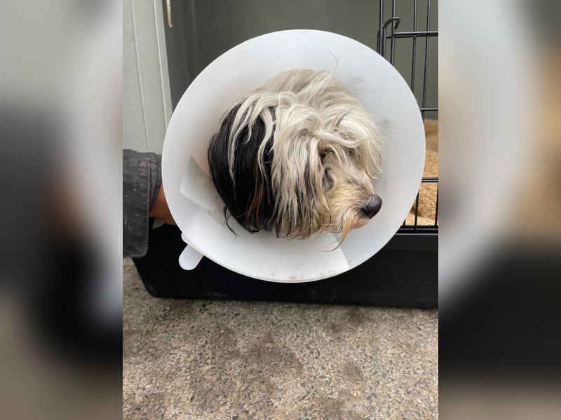 Doxa,  tapfere Kämpferin sucht….