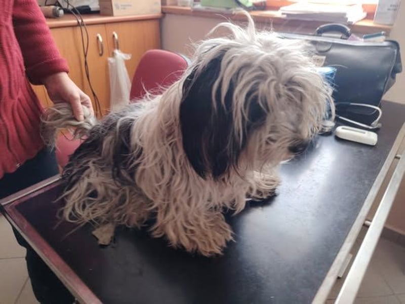 Doxa,  tapfere Kämpferin sucht….