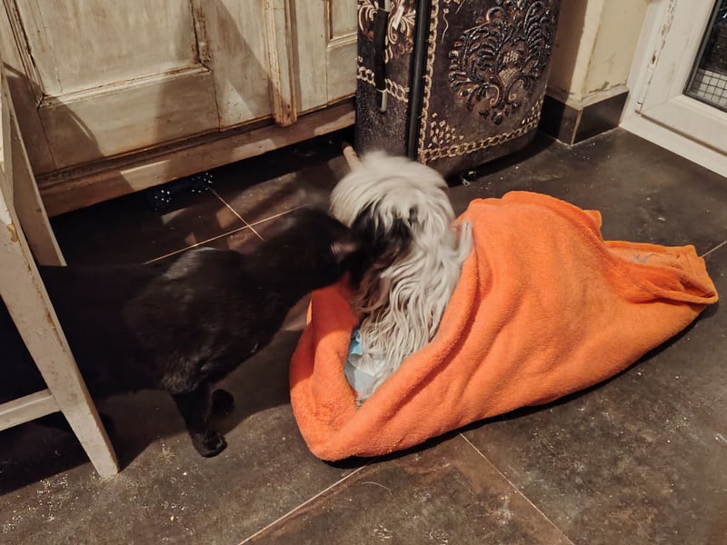 Doxa,  tapfere Kämpferin sucht….