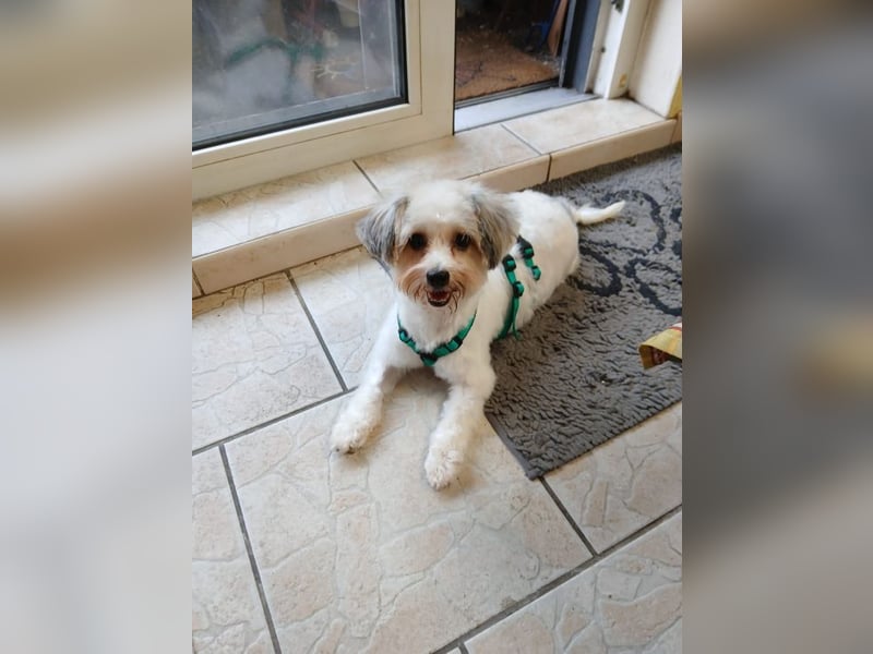 ELSIE - die kleine Maus sucht ein liebevolles Für-Immer Zuhause!