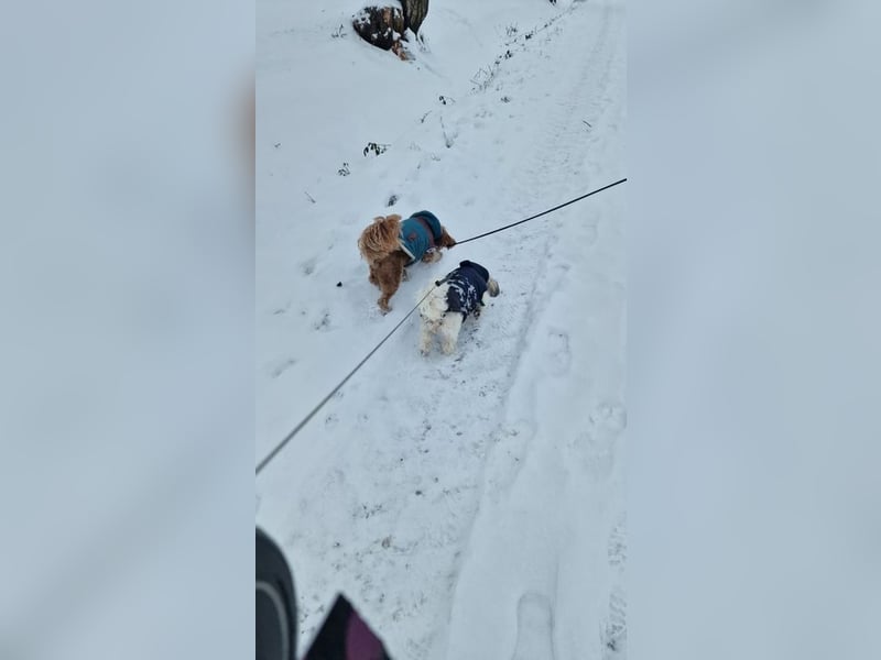 ELSIE - die kleine Maus sucht ein liebevolles Für-Immer Zuhause!