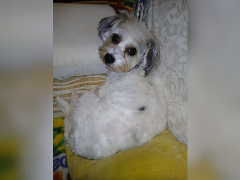 ELSIE - die kleine Maus sucht ein liebevolles Für-Immer Zuhause!