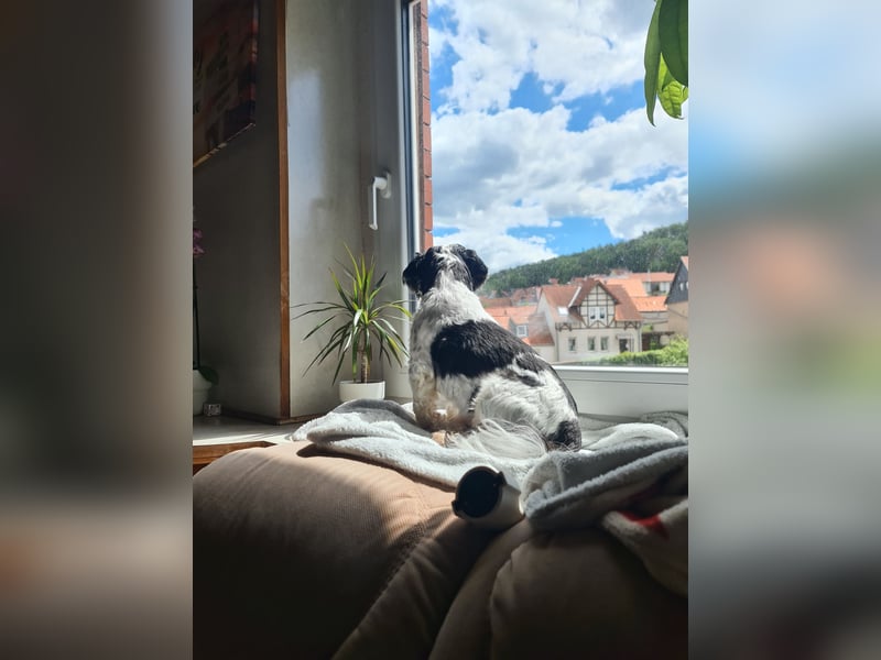 Keks sucht ein neues Zuhause