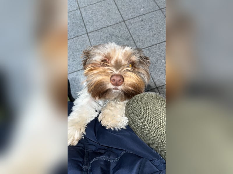 Deckrüde Biewier Yorkshire Terrier