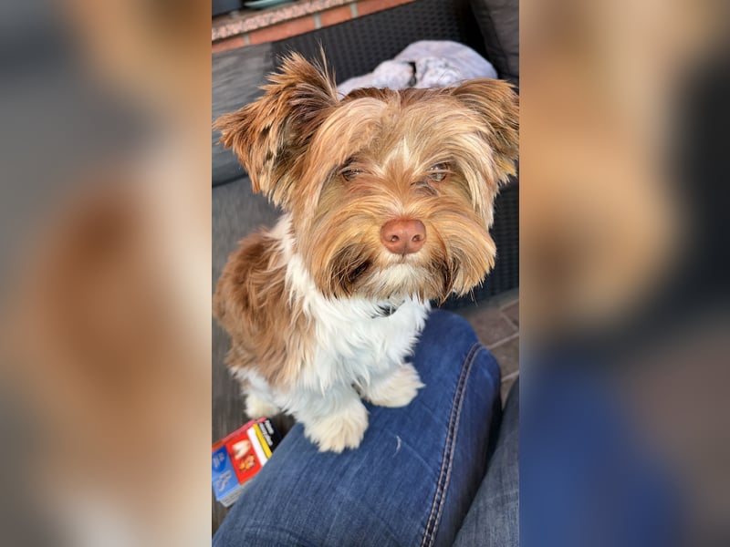 Deckrüde Biewer Yorkshire Terrier