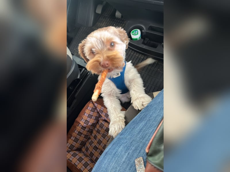 Deckrüde Biewier Yorkshire Terrier