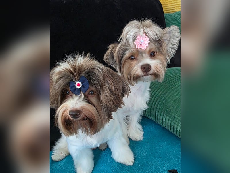 Deckrüde Biewer Yorkshire Terrier