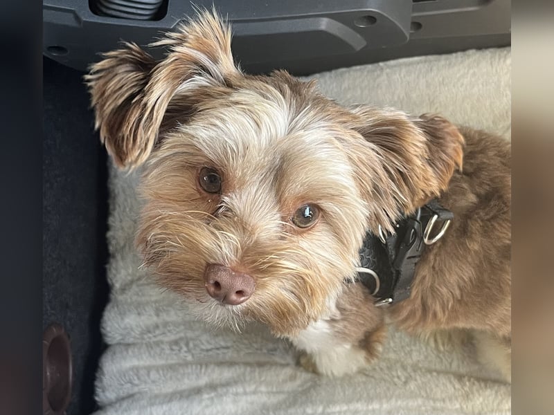 Deckrüde Biewier Yorkshire Terrier