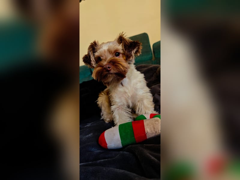 Deckrüde Biewier Yorkshire Terrier