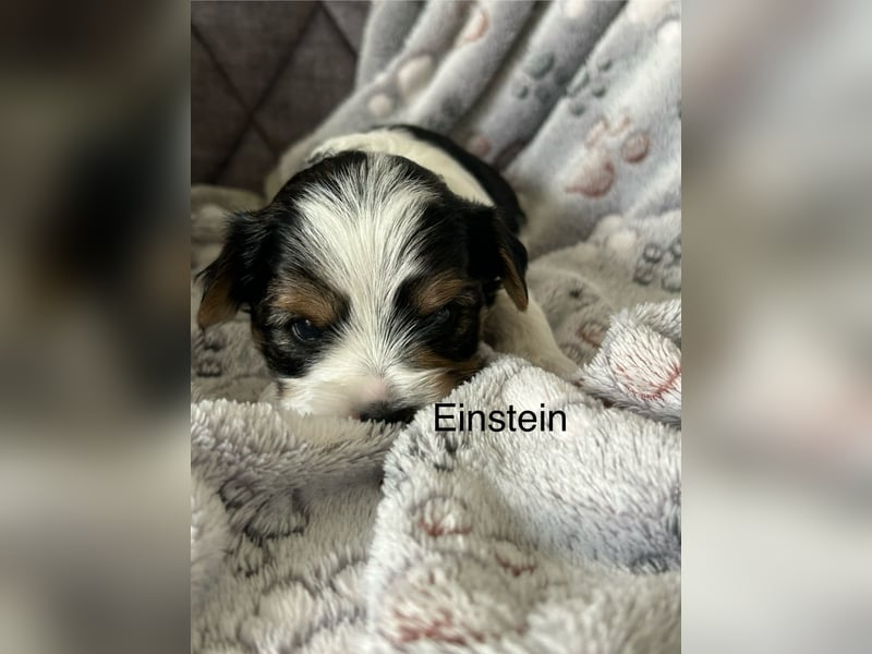 Biewer Yorkshire Welpen