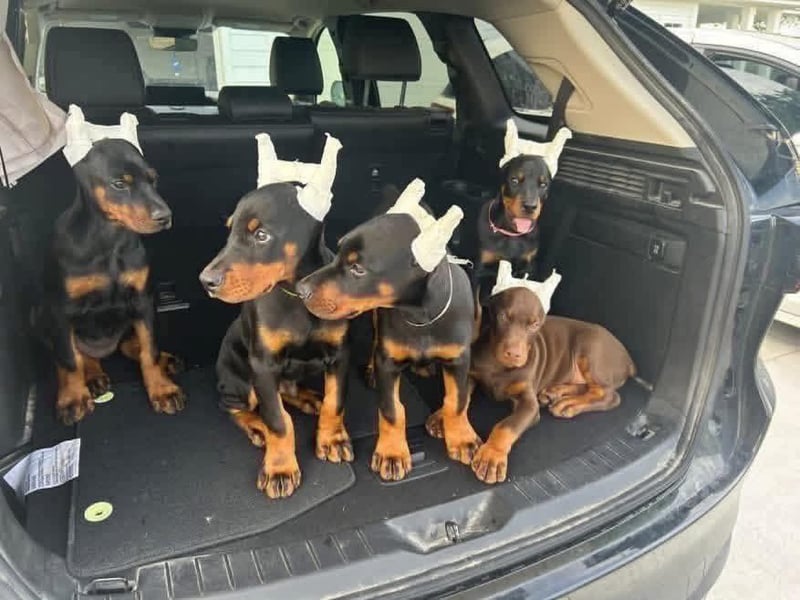 Dobermann Hündin – geimpft, entwurmt, gechipt, mit EU-Heimtierausweis