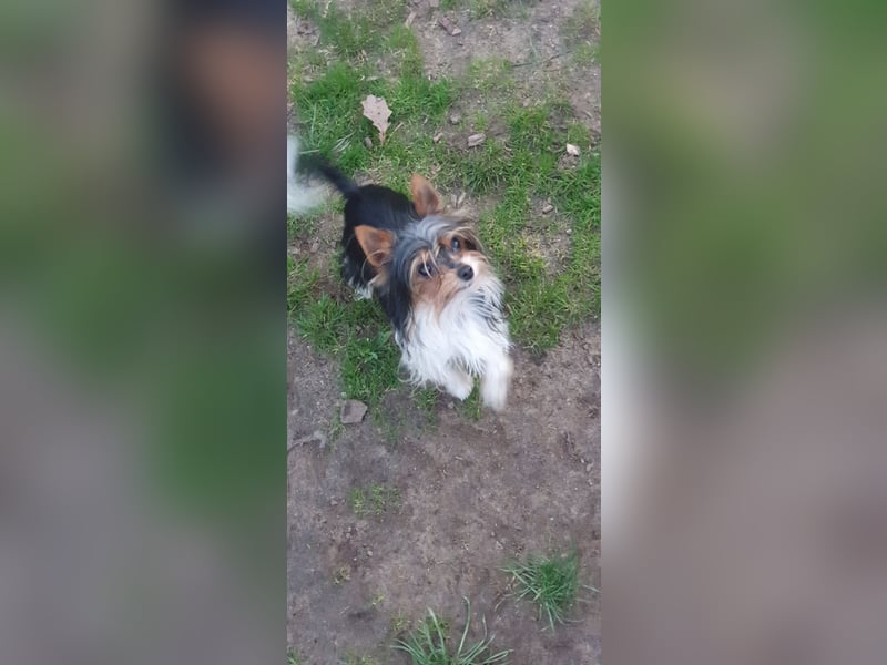 Aufgeweckter Biewer-Yorkshire-Terrier Rüde sucht seine für-immer-Familie, Yorkie, Yorkshire Terrier