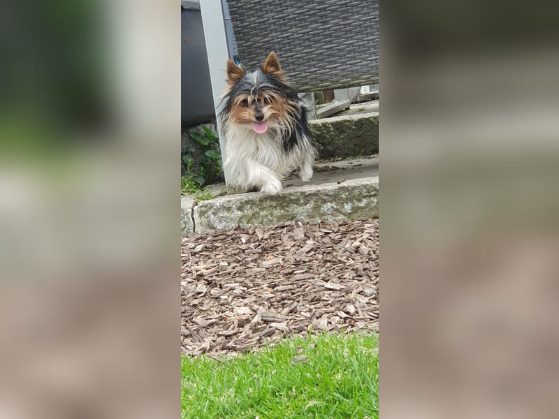 Aufgeweckter Biewer-Yorkshire-Terrier Rüde sucht seine für-immer-Familie, Yorkie, Yorkshire Terrier