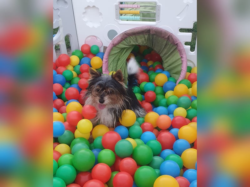 Aufgeweckter Biewer-Yorkshire-Terrier Rüde sucht seine für-immer-Familie, Yorkie, Yorkshire Terrier