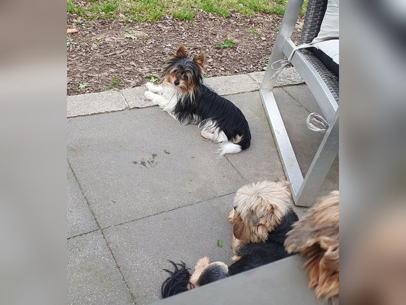 Aufgeweckter Biewer-Yorkshire-Terrier Rüde sucht seine für-immer-Familie, Yorkie, Yorkshire Terrier