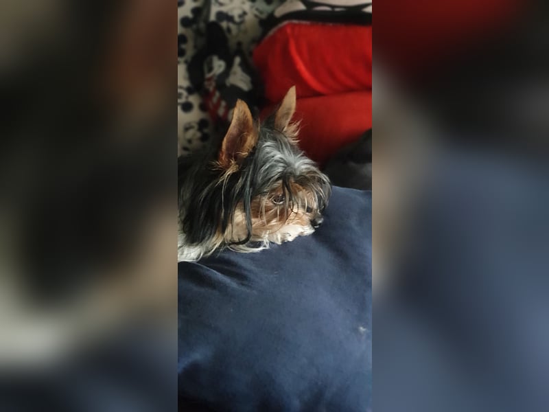 Aufgeweckter Biewer-Yorkshire-Terrier Rüde sucht seine für-immer-Familie, Yorkie, Yorkshire Terrier