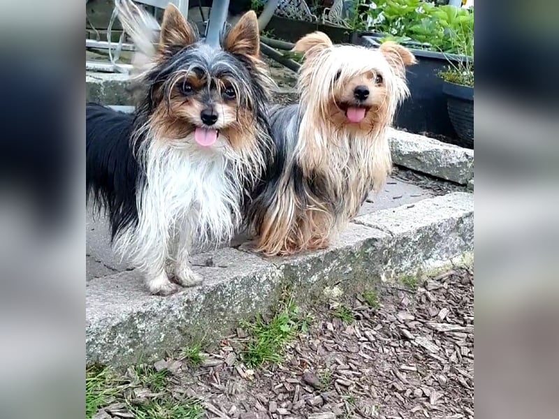 Aufgeweckter Biewer-Yorkshire-Terrier Rüde sucht seine für-immer-Familie, Yorkie, Yorkshire Terrier