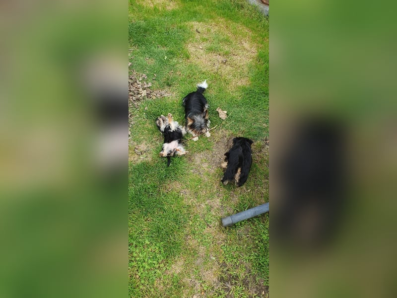 Aufgeweckter Biewer-Yorkshire-Terrier Rüde sucht seine für-immer-Familie, Yorkie, Yorkshire Terrier