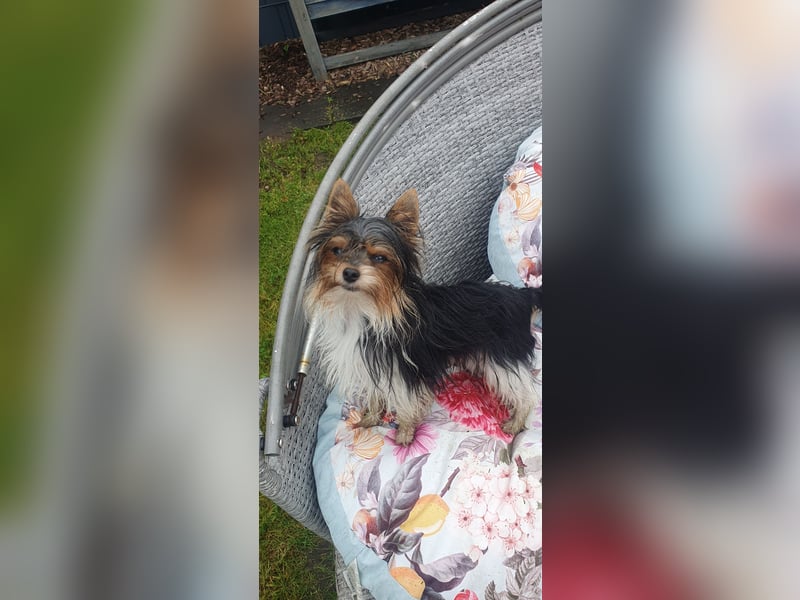 Aufgeweckter Biewer-Yorkshire-Terrier Rüde sucht seine für-immer-Familie, Yorkie, Yorkshire Terrier