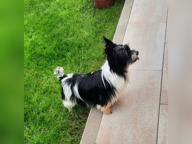 Biewer Yorkshire Susi, 9 Jahre, kastriert, wartet in 41812 ERKELENZ!