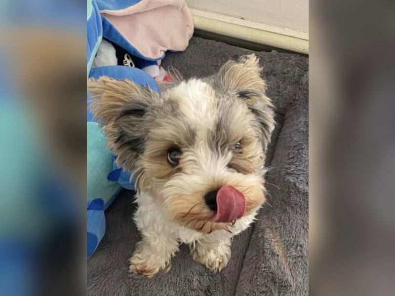 Biewer terrier