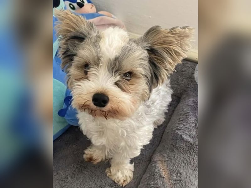 Biewer terrier
