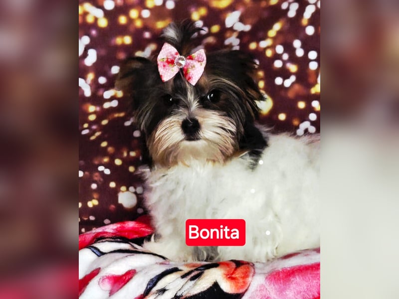 Bieweryorkshire Hündin