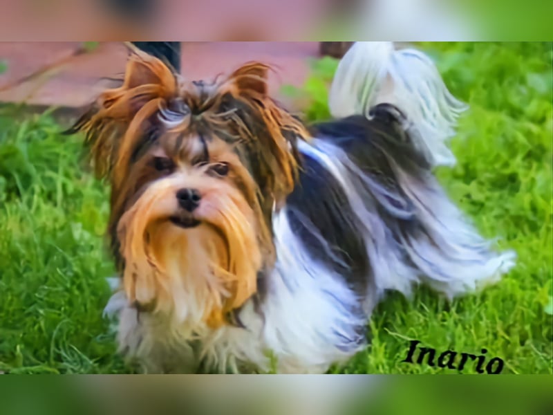 Bieweryorkshire Hündin