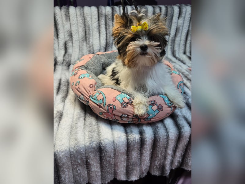 Bieweryorkshire Hündin