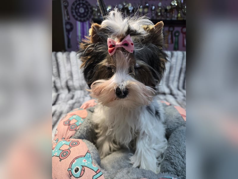 Bieweryorkshire Hündin