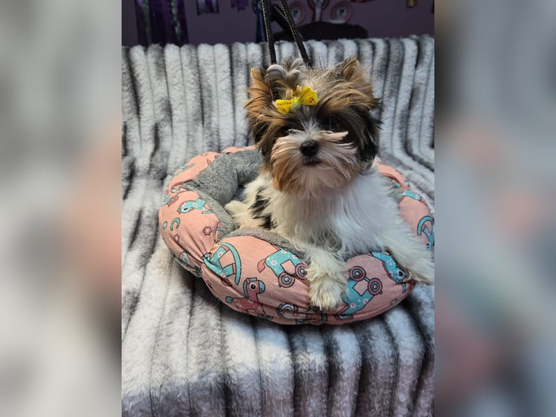 Bieweryorkshire Hündin