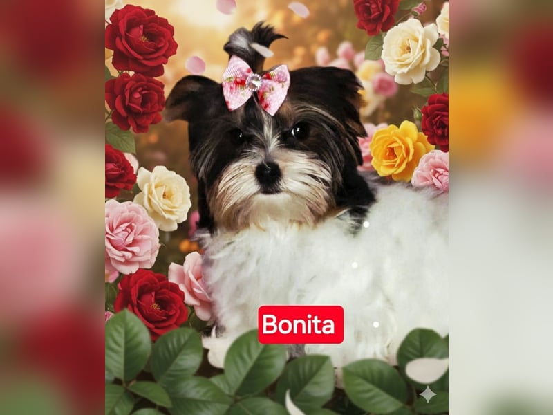 Bieweryorkshire Hündin