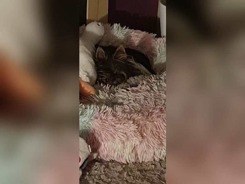 Aufgeweckter Biewer-Yorkshire-Terrier Rüde sucht seine für-immer-Familie, Yorkie, Yorkshire Terrier