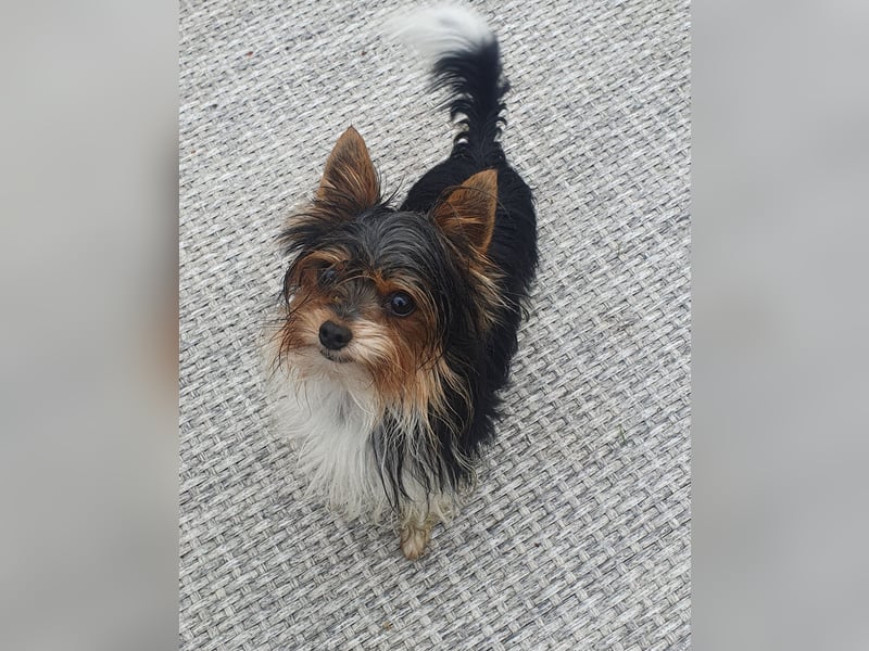 Aufgeweckter Biewer-Yorkshire-Terrier Rüde sucht seine für-immer-Familie, Yorkie, Yorkshire Terrier