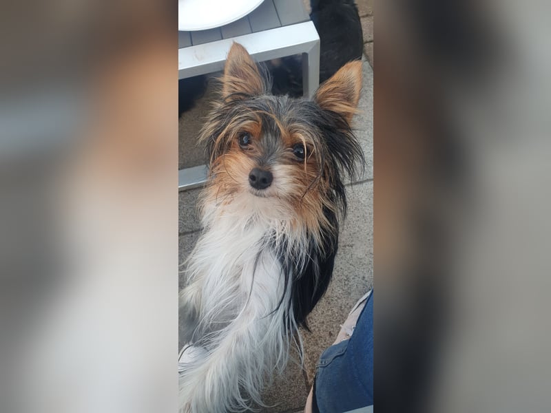 Aufgeweckter Biewer-Yorkshire-Terrier Rüde sucht seine für-immer-Familie, Yorkie, Yorkshire Terrier