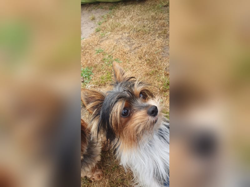 Aufgeweckter Biewer-Yorkshire-Terrier Rüde sucht seine für-immer-Familie, Yorkie, Yorkshire Terrier