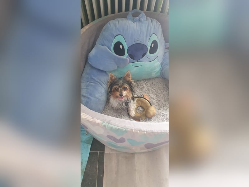 Aufgeweckter Biewer-Yorkshire-Terrier Rüde sucht seine für-immer-Familie, Yorkie, Yorkshire Terrier