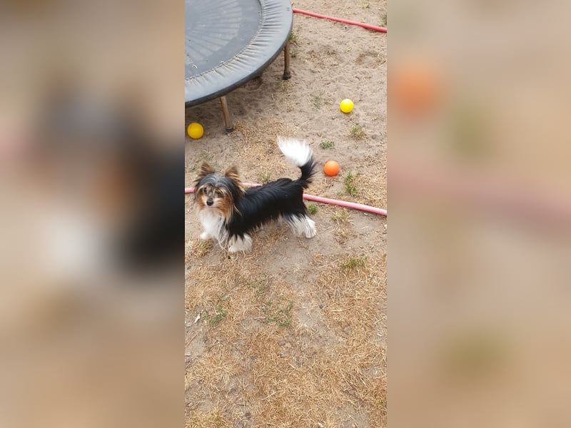 Aufgeweckter Biewer-Yorkshire-Terrier Rüde sucht seine für-immer-Familie, Yorkie, Yorkshire Terrier