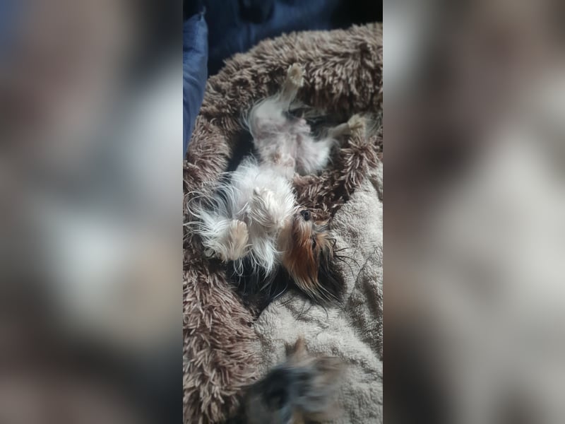 Aufgeweckter Biewer-Yorkshire-Terrier Rüde sucht seine für-immer-Familie, Yorkie, Yorkshire Terrier