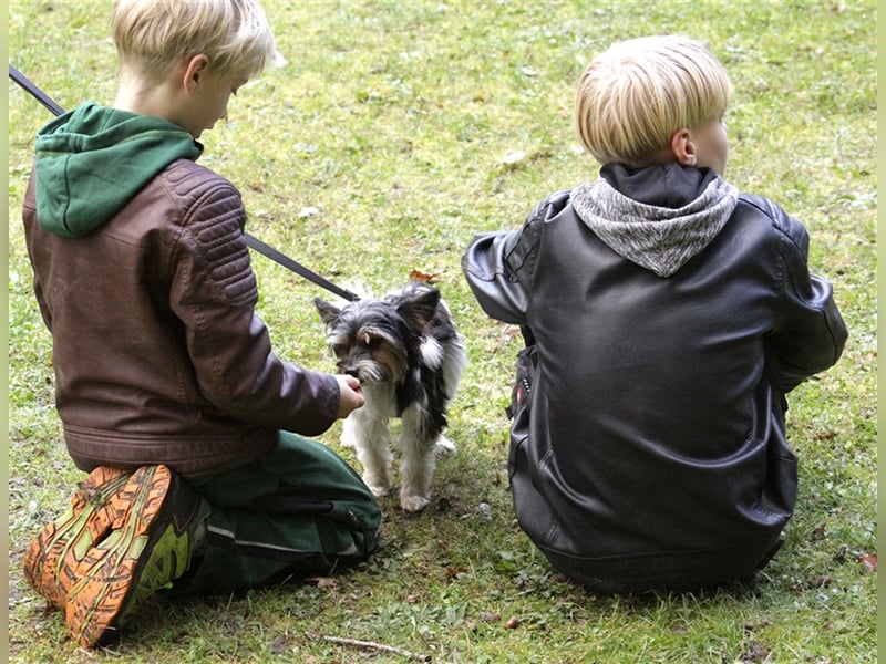 Kleiner Mischling: Der kleine Muck sucht seine Fürimmerfamilie PLZ 91522