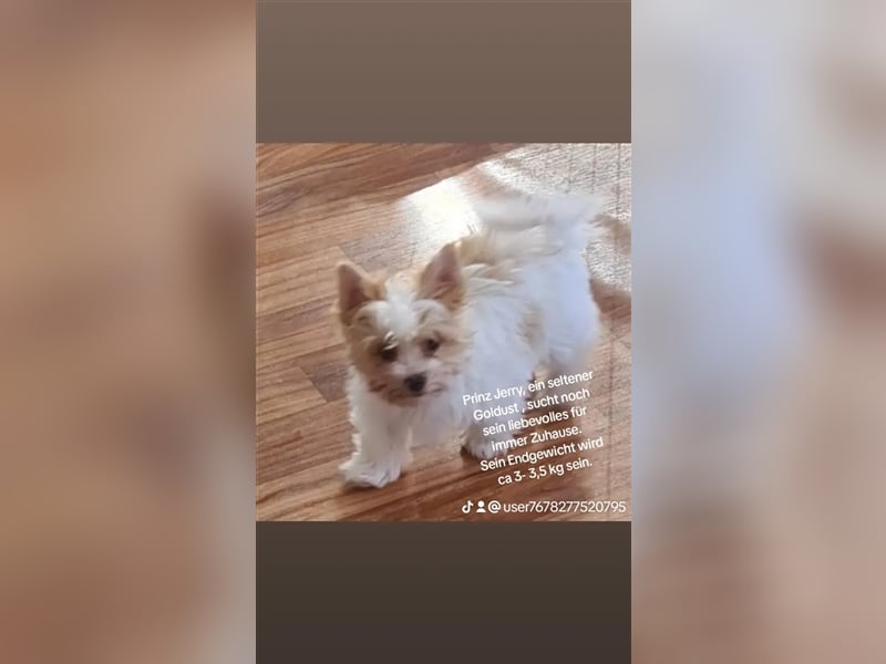 Bildschöne Biewer Yorkshire Terrier Welpen a la Pom Pon mit Papieren