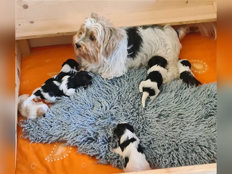 Bildschöne Biewer Yorkshire Terrier Welpen a la Pom Pon mit Papieren