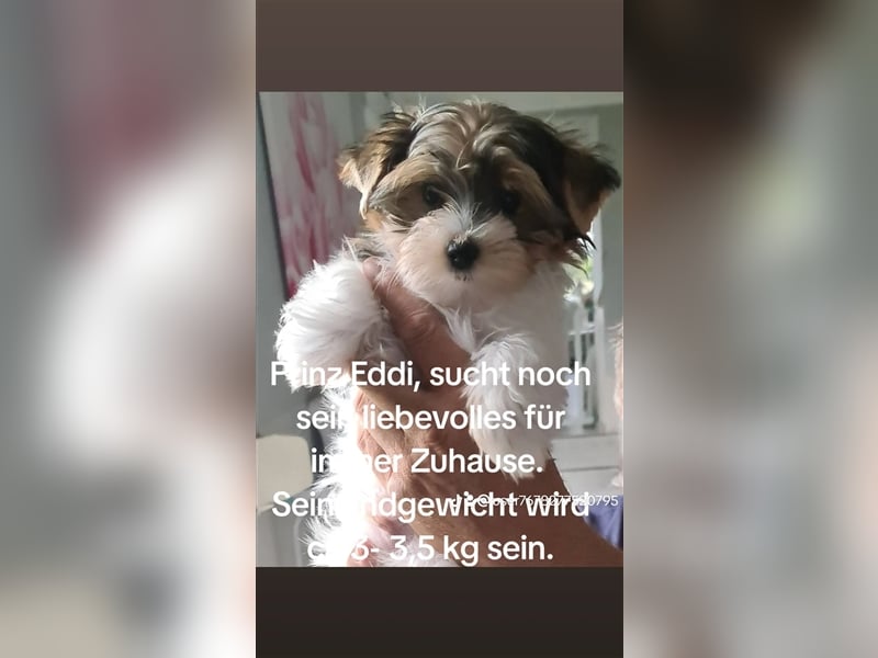 Bildschöne Biewer Yorkshire Terrier Welpen a la Pom Pon mit Papieren