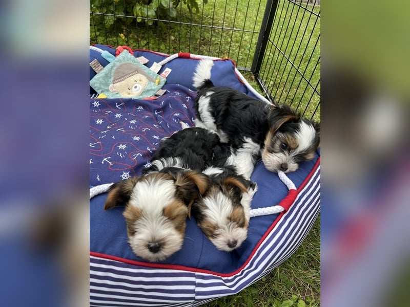 Bildschöne Biewer Yorkshire Terrier Rüden suchen ein liebevolles Zuhause