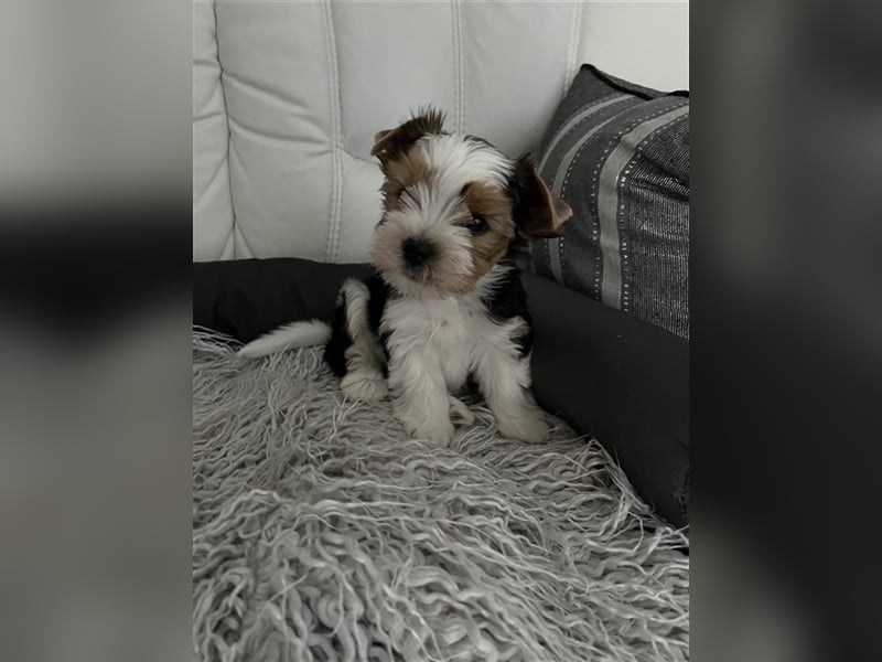 Bildschöne Biewer Yorkshire Terrier Rüden suchen ein liebevolles Zuhause