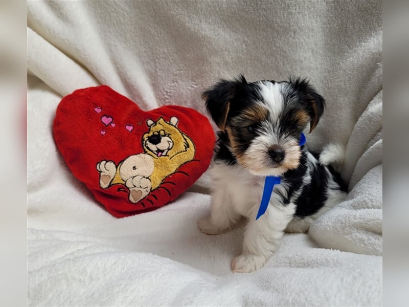 Bildschöne Biewer Yorkshire Terrier Rüden suchen ein liebevolles Zuhause